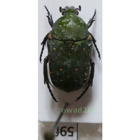 Glycyphana vernalis (Wallace, 1867) Philippines59f
